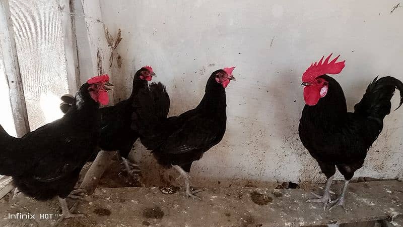 Pure Black Australorp f1 8