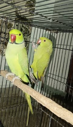 Al satup for sale Green  Parrot  breder pair With cage box