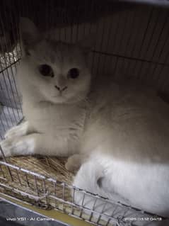 British shorthair male cat