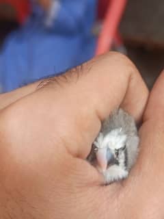 Finches Breeder pair