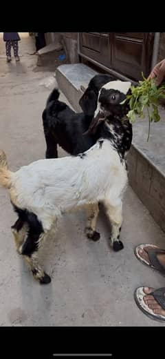 bakra bakri pair for sale