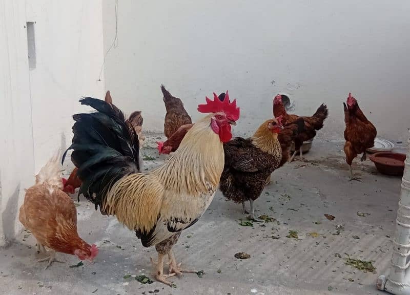 1 Desi Murga. 9 Murgian 5 to 6 eggs daily. 1 cage. 0