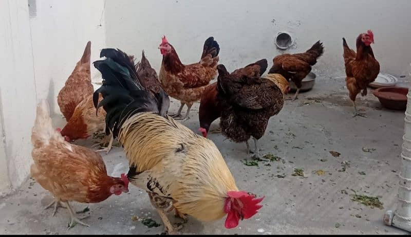 1 Desi Murga. 9 Murgian 5 to 6 eggs daily. 1 cage. 1