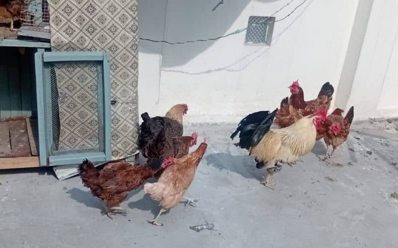 1 Desi Murga. 9 Murgian 5 to 6 eggs daily. 1 cage. 2