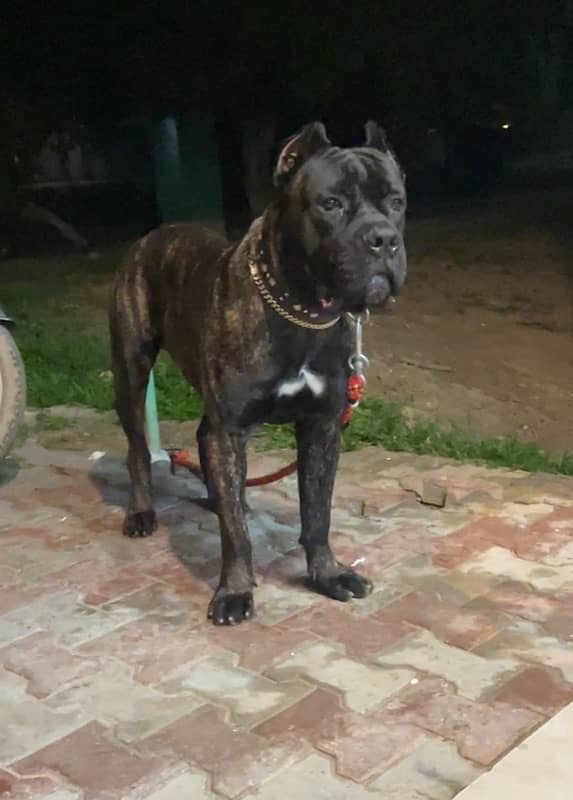 Imported Cane Corso Male pup 1