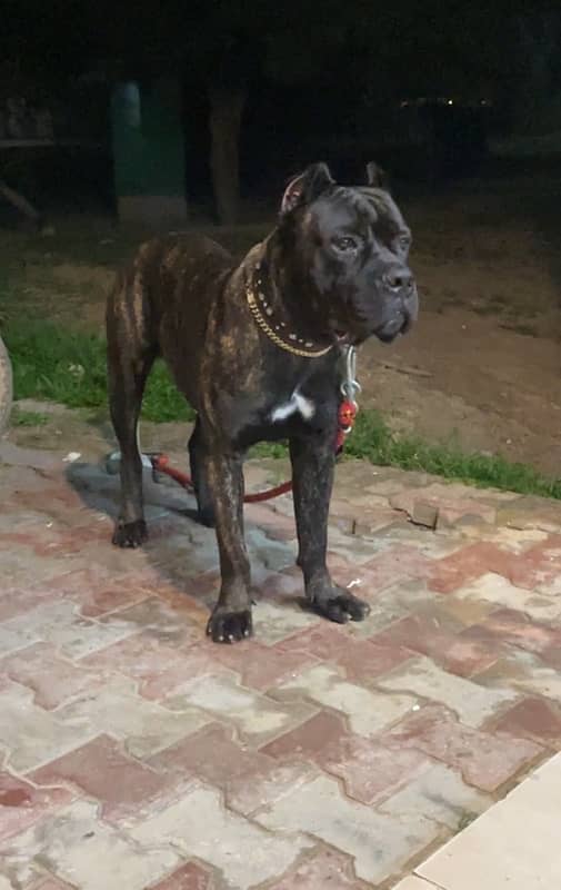 Imported Cane Corso Male pup 0