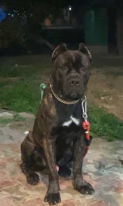 cane corso male puppy imported from Russia