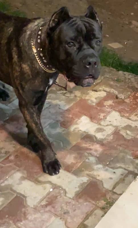 cane corso male puppy imported from Russia 1