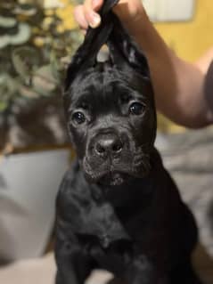 Cane Corso Puppies from Imported champion parents