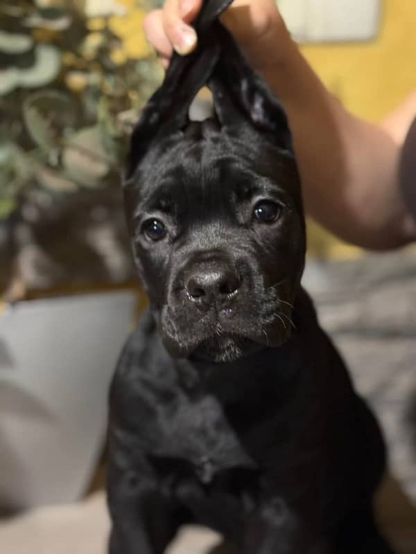 Cane Corso Puppies from Imported champion parents 0