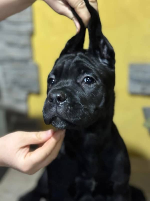 Cane Corso Puppies from Imported champion parents 1