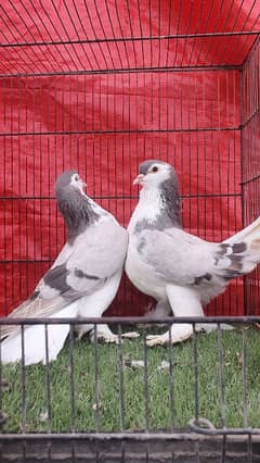 Lahori sherazi german pair