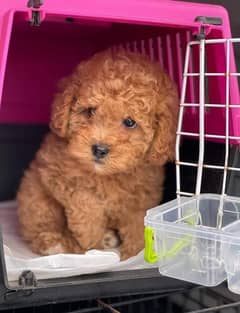 Pure French Toy poodle Puppies available book now