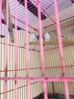 zebra finches