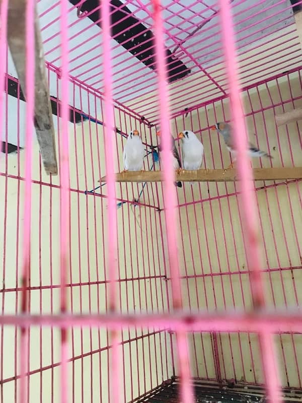 zebra finches 0