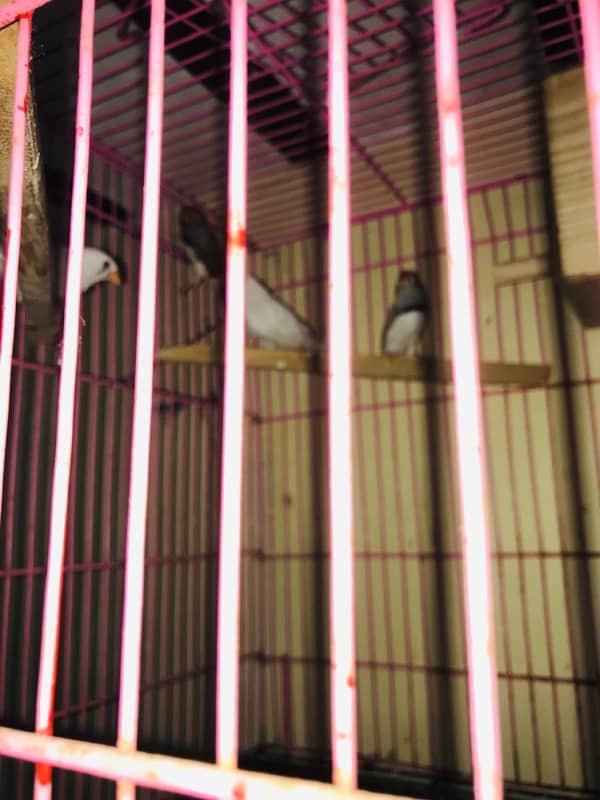 zebra finches 2