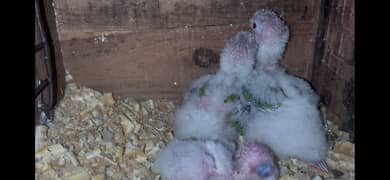 Pineapple conure chicks split blue