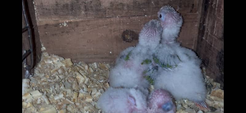 Pineapple conure chicks split blue 0