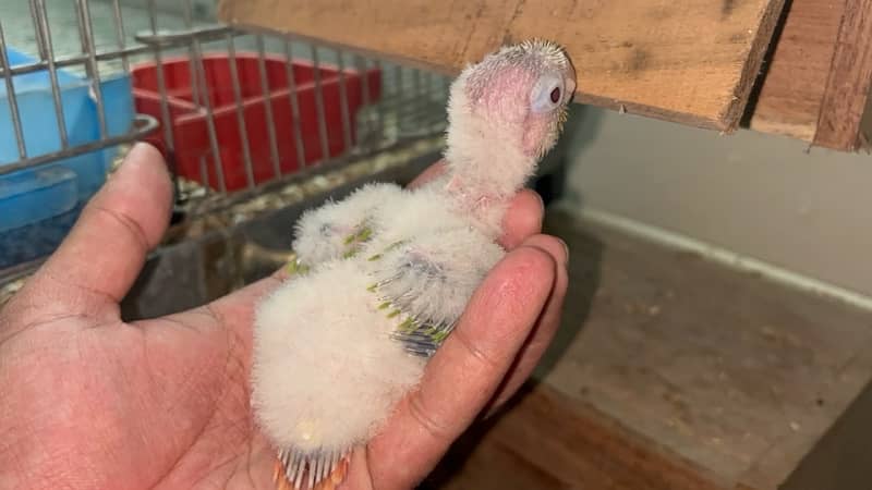 Pineapple conure chicks split blue 1