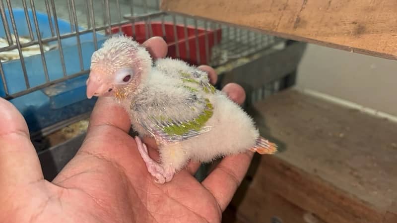 Pineapple conure chicks split blue 2