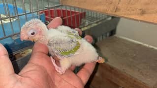 Pineapple conure chicks split blue