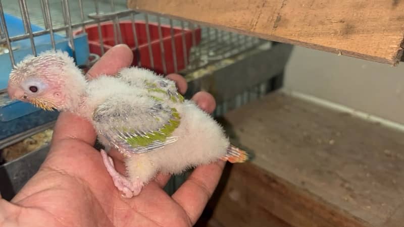 Pineapple conure chicks split blue 4