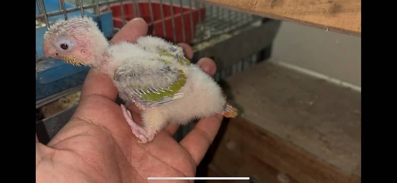 Pineapple conure chicks split blue 5