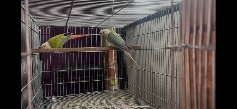 Pineapple conure chicks split blue 6