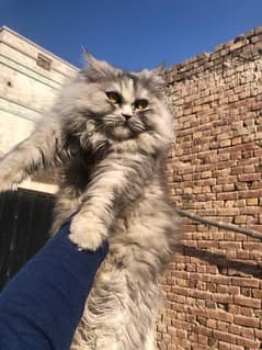 SYBARIAN PERSIAN FEMALE