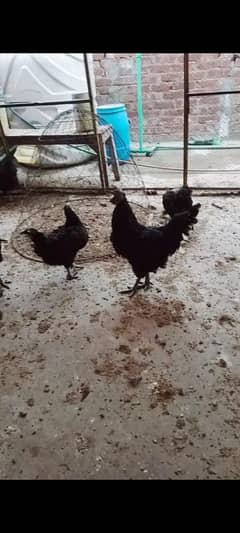 Ayam cimani hens 4 male 6 female available for sale