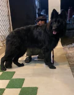 Imported German Shepherd Royal Black Long Hair