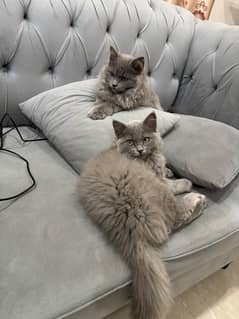 PERSIAN CATS / CAT PAIR/ FLUFFY CATS /CUTE KITTENS/CATS FOR SALE