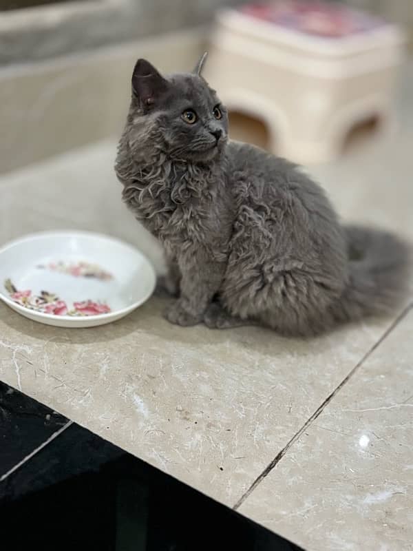 PERSIAN CATS / CAT PAIR/ FLUFFY CATS /CUTE KITTENS/CATS FOR SALE 1