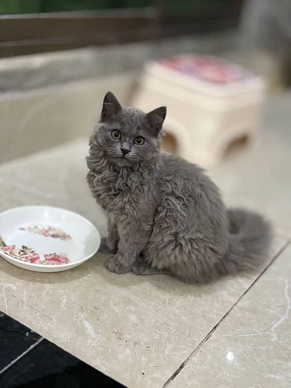 PERSIAN CATS / CAT PAIR/ FLUFFY CATS /CUTE KITTENS/CATS FOR SALE 2