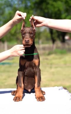 Extreme quality doberman pup available for import