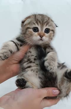 Scottish fold kittens available book now