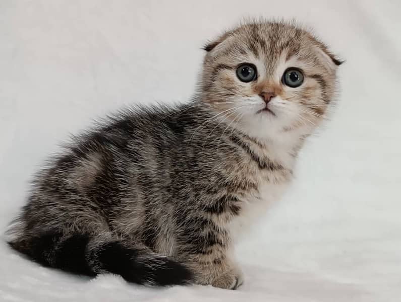 Scottish fold kittens available book now 1