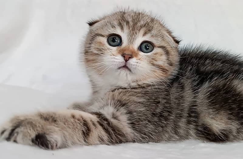 Scottish fold kittens available book now 2