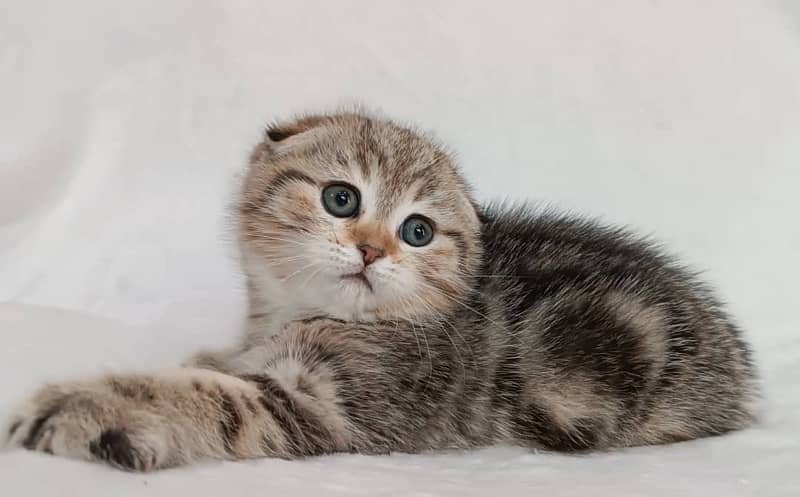 Scottish fold kittens available book now 3