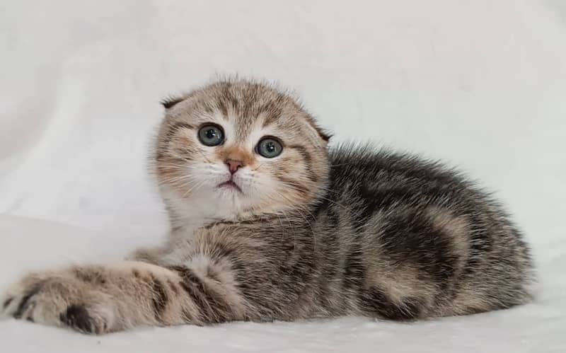 Scottish fold kittens available book now 4