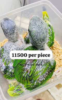 phari chicks Sunconure,white ring neck chicks read add