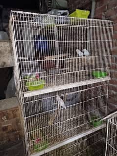 3 cage for sale