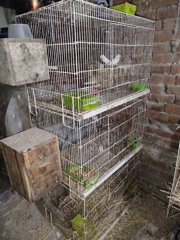 3 cage for sale 3