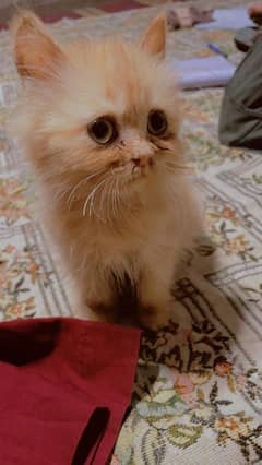 Pure Persian kitten Available