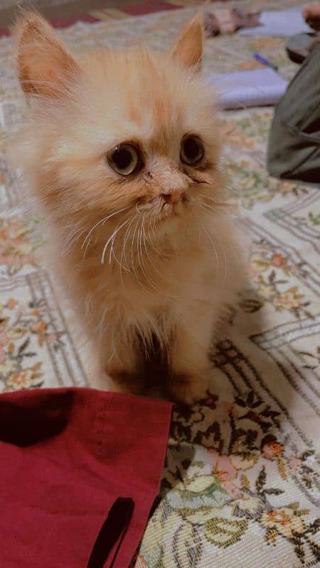 Pure Persian kitten Available 0