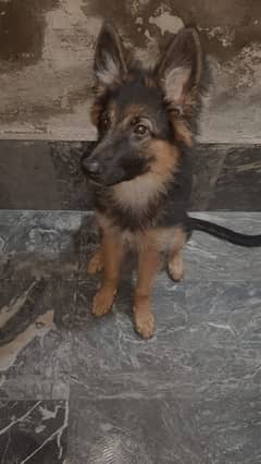 German shepherd puppy looking for a new home .