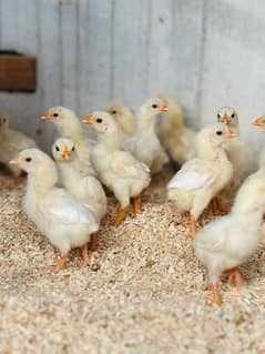 Heera aseel chicks for sale