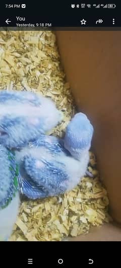 Raw parrots baby for sale