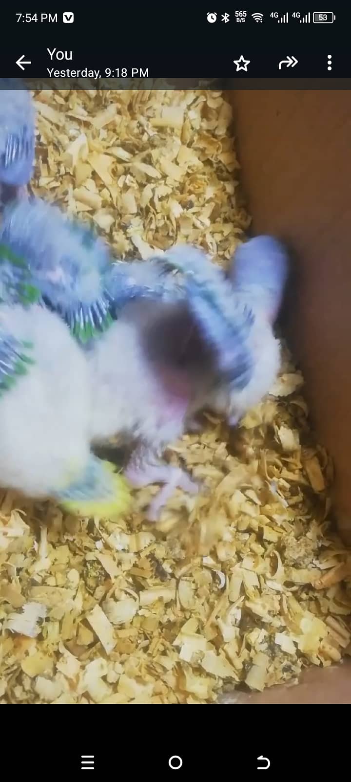 Raw parrots baby for sale 1