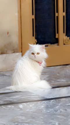 Triple Coat White Persian Cat